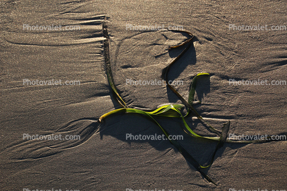 seaweed on the beach, sand