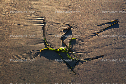 seaweed on the beach, sand