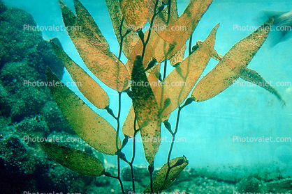 California Kelp, underwater