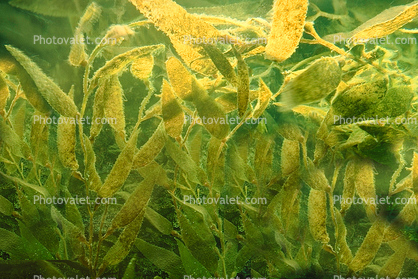 California Kelp, underwater, Kelp Forest