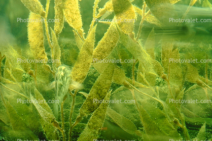 California Kelp, underwater