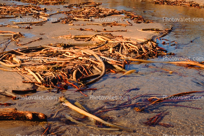 Seaweed, Kelp, Beach, Ocean, California