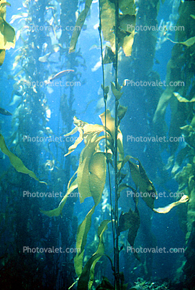 underwater, Kelp Forest