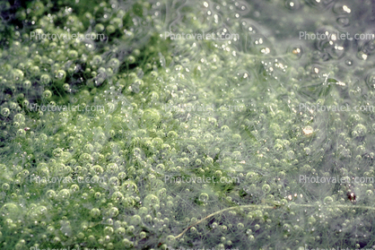Bubbles trapped in plants underwater