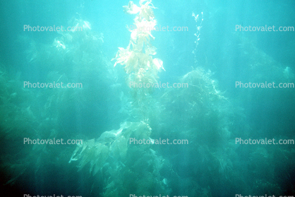 Kelp (Macrocystis pyrifera), underwater, Kelp Forest