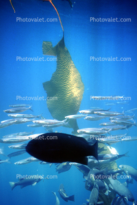 Kelp (Macrocystis pyrifera), underwater, Kelp Forest