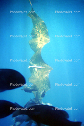 Kelp (Macrocystis pyrifera), underwater, Kelp Forest