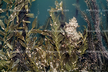 San Simeon, Giant Kelp, Kelp Forest