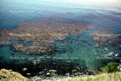 San Simeon, Giant Kelp, Kelp Forest