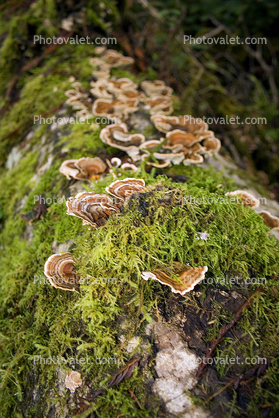 bracket fungus, conks, shelf fungus, Polypore, Lady Bird Johnson Grove