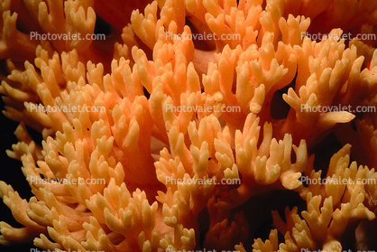 Coral Mushroom