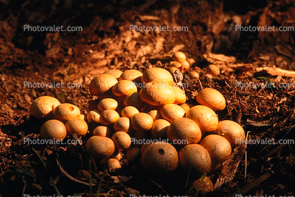 Colony of Mushrooms