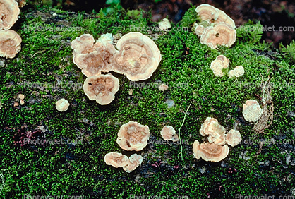 bracket fungus, conks, shelf fungus, tree, moss, Polypore