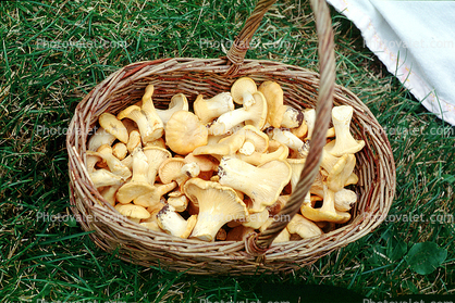 basket full of Chantrelle Mushrooms