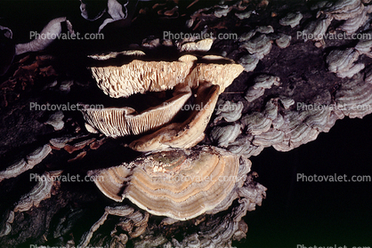 bracket fungus, shelf fungus, tree, Polypore, conk