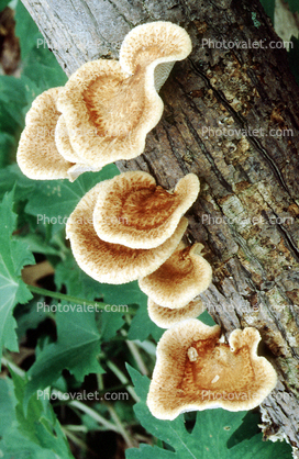 bracket fungus, conks, shelf fungus, Polypore, Lady Bird Johnson Grove