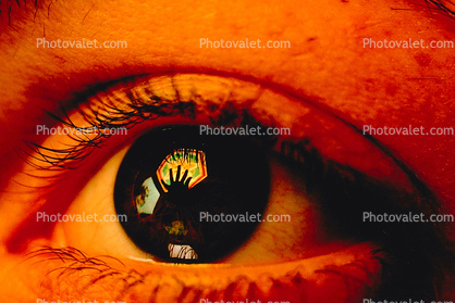 Eyeball, Lens, Eyelash, Cornea, Iris, Pupil, Sclera, skin, Male, Man