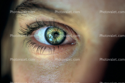 Eyeball, Iris, Lens, Pupil, Eyelash, Cornea, Sclera, skin, Female, Woman