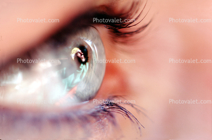Eyeball, Iris, Lens, Pupil, Eyelash, Cornea, Sclera, Female, Woman