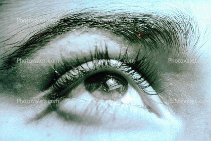 Eyeball, Iris, Lens, Pupil, Eyelash, Cornea, Sclera, Female, Woman, Eye Brow, Eyebrow, skin