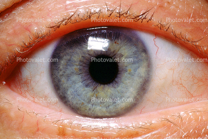 Eyes, Eyelash, skin, Eyeball, Iris, Lens, Pupil, Cornea, Sclera, Man, Male