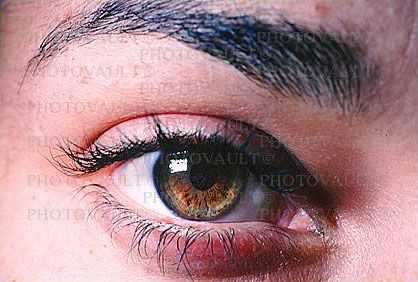 Eyes, Eyelash, skin, female, woman, eyebrow, Eyeball, Iris, Lens, Pupil, Cornea, Sclera