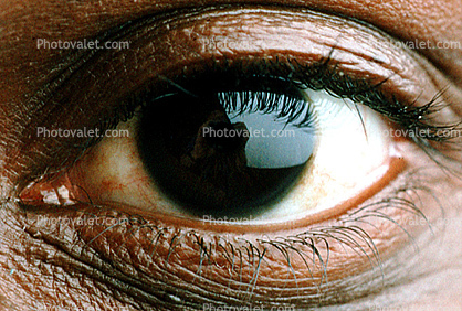 Eyeball, Iris, Lens, Pupil, Eyelash, Cornea, Sclera, skin