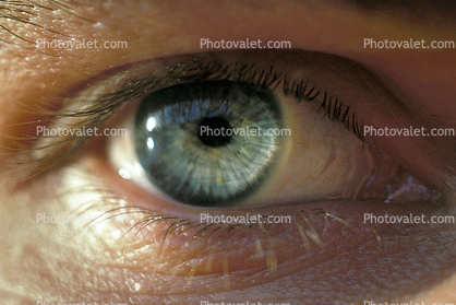 Eyeball, Iris, Lens, Pupil, Cornea, Sclera, Eyelash, aqueous humor, skin