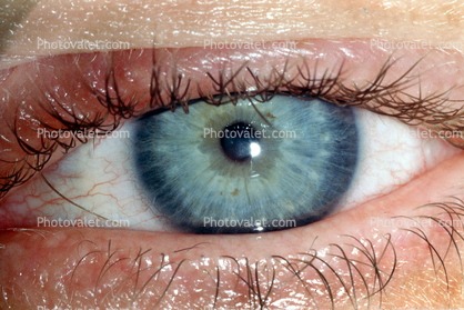 Eyeball, Iris, Lens, Pupil, Cornea, Sclera, Eyelash, aqueous humor, skin, Woman, Female