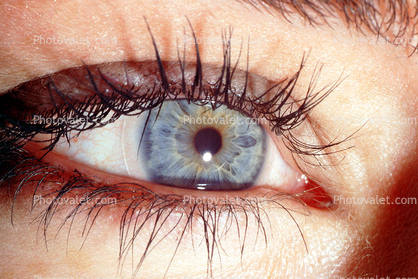 Eyeball, Iris, Lens, Pupil, Cornea, Sclera, Eyelash, aqueous humor, skin, Woman, Female