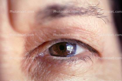 Eyeball, Iris, Lens, Pupil, Cornea, Sclera, Man, Male, skin, Eye Brow, Eyebrow, Eyelash