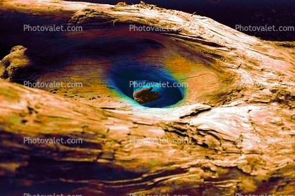 The Eye of Driftwood