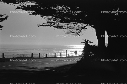 Pacific Ocean, Trees, road, Santa Cruz
