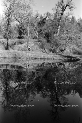 water, pond, lake, reflection, trees, Humboldt County