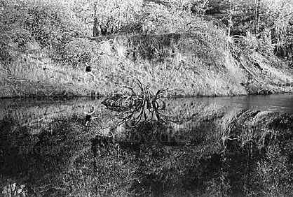 water, pond, lake, reflection, Humboldt County