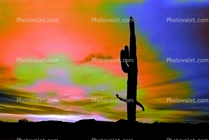 our psycheelic faith of the light being, Saguaro Cactus, Arizona, psyscape
