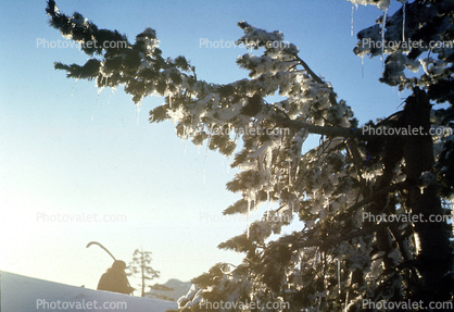 early one morning, snow, Ice, Cold, Icicle, Frozen, Icy, Winter, evergreen trees, Pine, Crater Lake National Park