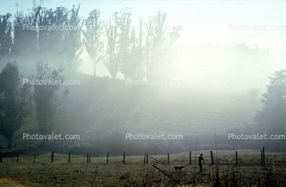 Early one Foggy Morning, Rose Avenue, Cotati