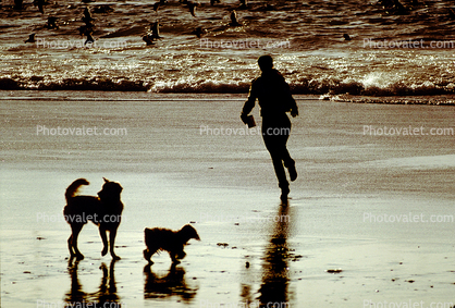 Dogs, Ocean Beach, Ocean-Beach