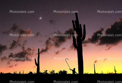 Sunset and a Being amongst the Moon and a Saguaro Cactus Forest