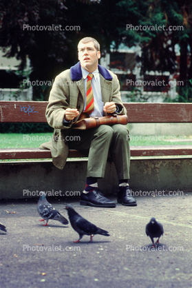 Man Sitting on a Bench, Pigeon