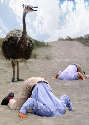 Ostrich Abstract, Head Buried in the Sand, Bury Your Head In the Sand, Businessman, Businesswoman