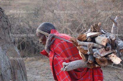 Woman, labor, Firewood, deforestation, desertification, Maasai village, Tanzania