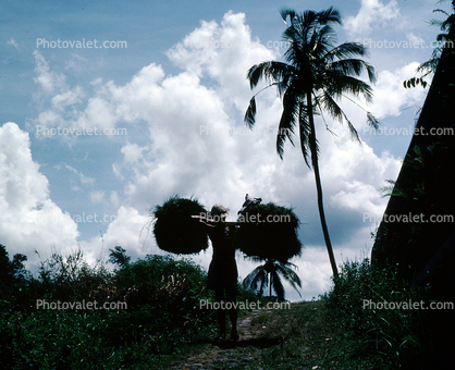 Man, wheat bushels, palm tree, clouds, Ubud, Bali, Indonesia