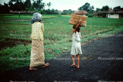 Girl, Woman, walking, baskets, rice fields, Ubud, Bali, Indonesia