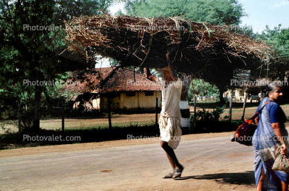 Man carrying twigs, desertification, firewood, India