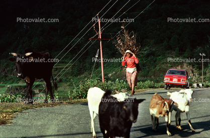 goats, cattle, ox, woman, highway, deforestation, desertification
