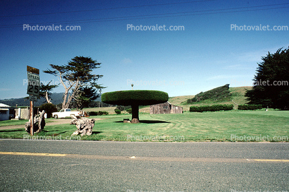 Manicured Bushes, Trees, Tomales, Marin County, California