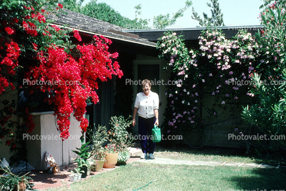 backyard, garden, woman watering plants, bougainvillea