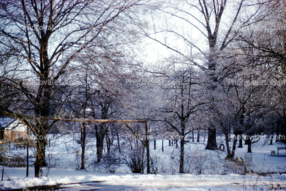 backyard, trees, snow